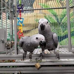 Bonded African Grey Parrots with Cage...viber :+639463422605) | PostAds PH