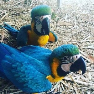 African Grey parrot For Sale …. whatsapp me at: +44 7453 907158 | PostAds PH