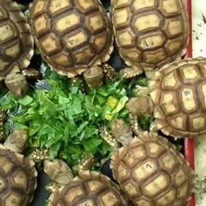 Captive breed Tortoises for sale...viber :+639463422605) | PostAds PH