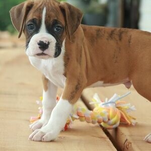 Amazing Boxer Puppies For Sale...viber :+639463422605) | PostAds PH