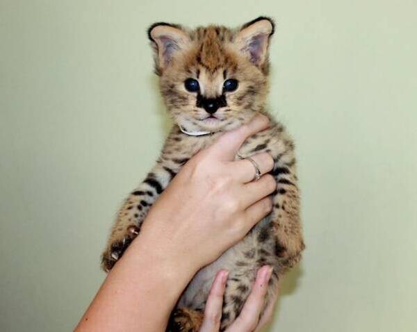 Savannah kittens serval and caracal 4 weeks old...viber :+639463422605)