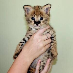 Savannah kittens serval and caracal 4 weeks old...viber :+639463422605) | PostAds PH