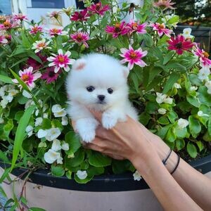 Beautiful Pomeranian puppies for good home...viber :+639463422605) | PostAds PH