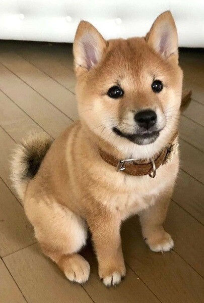 Adorable 11-Week-Old Shiba Inu Puppy Ready for a Loving Home!