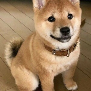 Adorable 11-Week-Old Shiba Inu Puppy Ready for a Loving Home! | PostAds PH