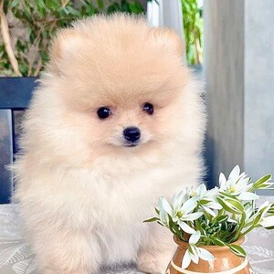 Adorable 11-Week-Old Pomeranian Puppy Available – Ready for a Loving Home! | PostAds PH
