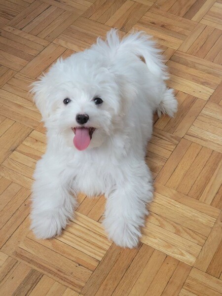 Adorable 11-Week-Old Maltese Puppy Available – Ready for a Loving Home!
