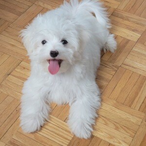 Adorable 11-Week-Old Maltese Puppy Available – Ready for a Loving Home! | PostAds PH