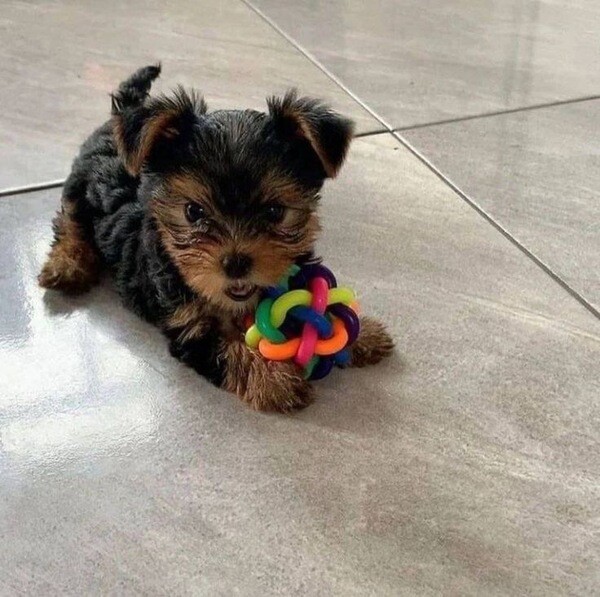 Adorable 11-Week-Old Yorkie Puppy Available – Loving Home Only!