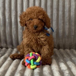 Adorable 11-Week-Old Toy Poodle Puppy Ready for a Loving Home! | PostAds PH