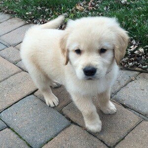 Adorable 11-Week-Old Golden Retriever Puppy Available 🐾 | PostAds PH