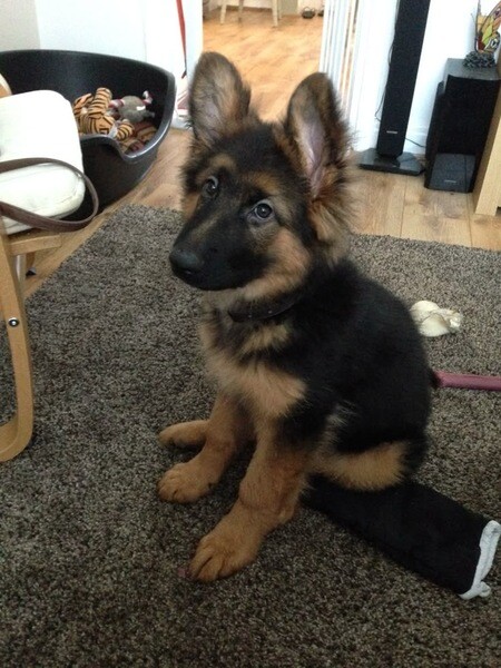 Adorable 11-Week-Old German Shepherd 