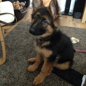 Adorable 11-Week-Old German Shepherd | PostAds PH