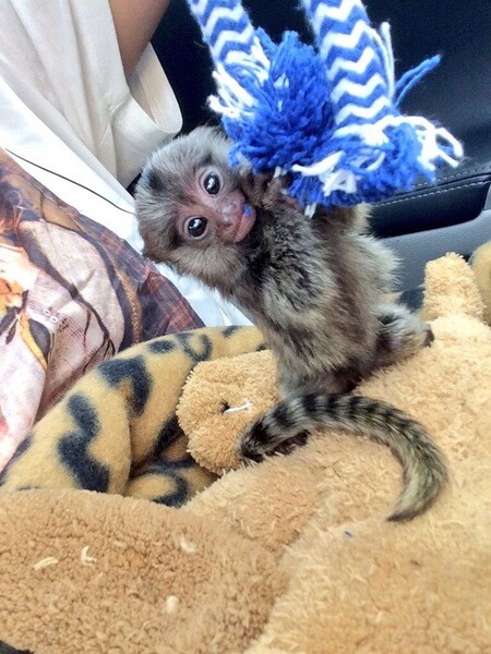 Adorable Pygmy Marmoset & Capuchin Monkeys Available for Loving Homes