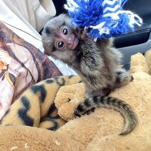 Adorable Pygmy Marmoset & Capuchin Monkeys Available for Loving Homes | PostAds PH