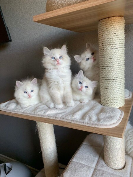 Playful Ragdoll Kitten Available