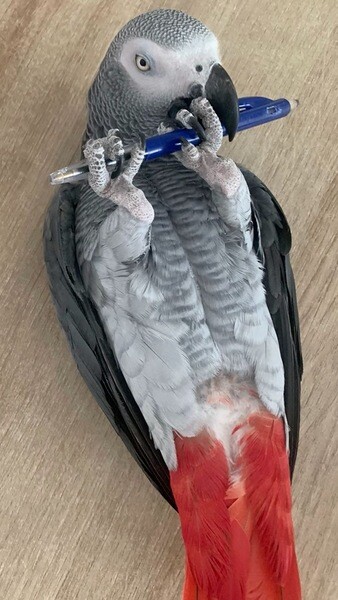 Charming African Grey Parrot Available