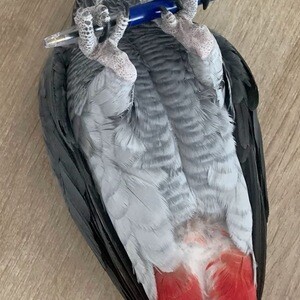 Charming African Grey Parrot Available | PostAds PH
