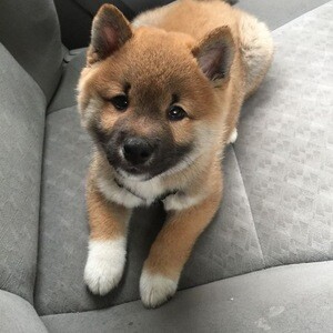 Adorable 11-Week-Old Shiba Inu Puppy Available | PostAds PH