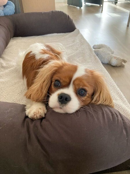 Adorable 11-Week-Old Cavalier King Charles Spaniel Puppy Available