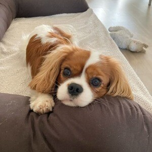Adorable 11-Week-Old Cavalier King Charles Spaniel Puppy Available | PostAds PH