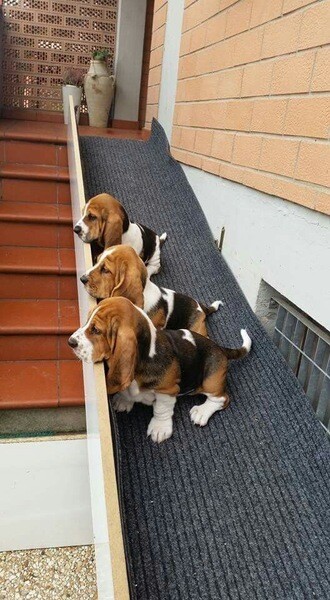 Charming 11-Week-Old Basset Hound Puppy Available