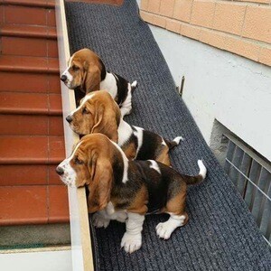 Charming 11-Week-Old Basset Hound Puppy Available | PostAds PH