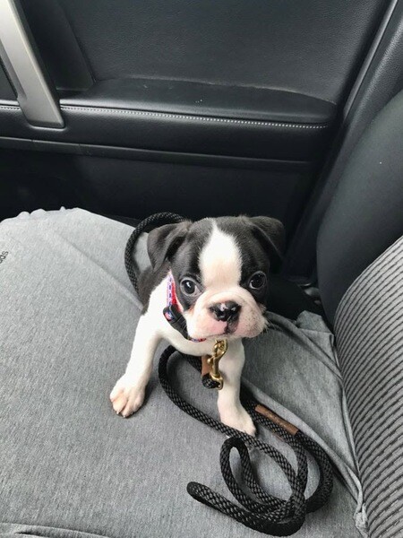 Adorable 11-Week-Old Boston Terrier Puppy Available