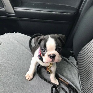 Adorable 11-Week-Old Boston Terrier Puppy Available | PostAds PH