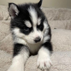 Adorable 11-Week-Old Siberian Husky Puppy Available | PostAds PH