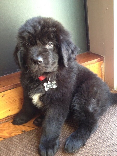 Adorable 11-Week-Old Newfoundland Puppy Ready for a Loving Home