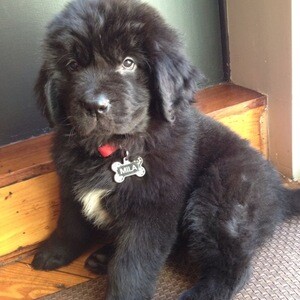 Adorable 11-Week-Old Newfoundland Puppy Ready for a Loving Home | PostAds PH