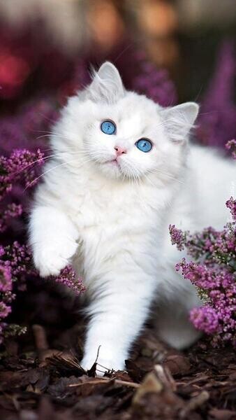 Persian Kittens