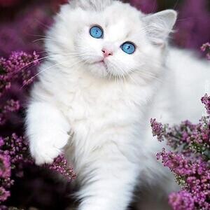 Persian Kittens | PostAds PH
