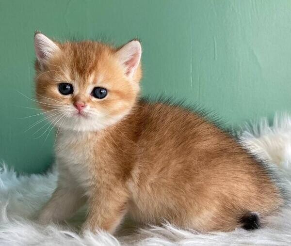 Ragdoll kittens cv