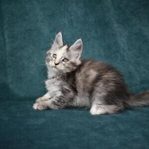 Maine Coon Kittens xx | PostAds PH