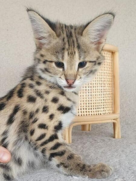 savanna kittens