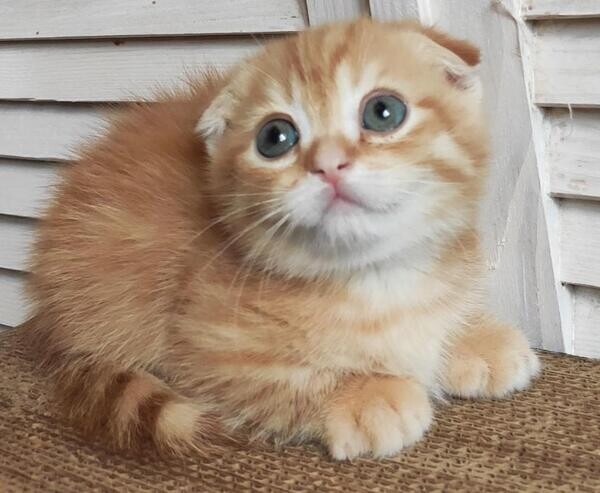 Munchkin kittens