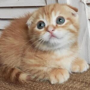 Munchkin kittens | PostAds PH