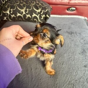 Yorkshire Terrier | PostAds PH