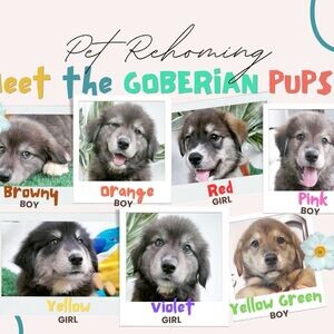 Goberian Rehoming | PostAds PH