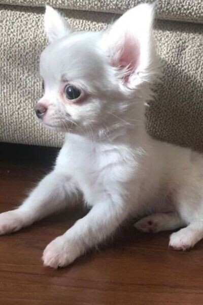 Chihuahua male and female