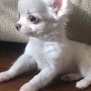 Chihuahua male and female | PostAds PH