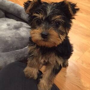 Teacup Yorkie Puppies for sale. | PostAds PH