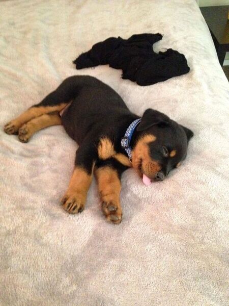 Awesome Rottweiler Puppies