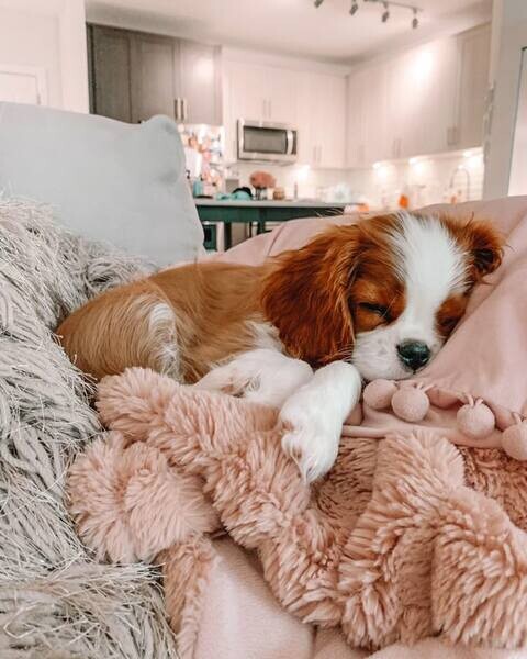 Cavalier King Charles puppies