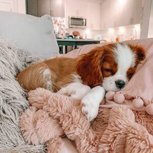 Cavalier King Charles puppies | PostAds PH