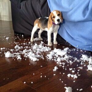 Pedigree Beagle puppies | PostAds PH