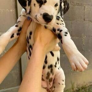 Beautiful Dalmatian Puppies For Sale. | PostAds PH