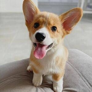 Corgi puppies | PostAds PH